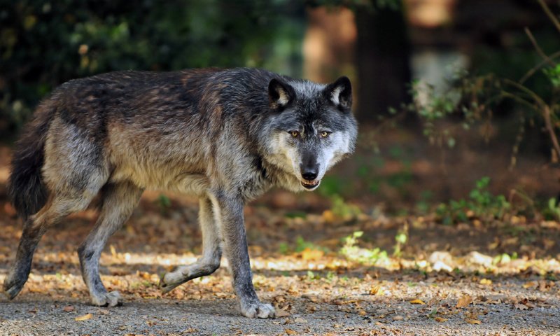 Обои морда, лапы, взгляд, осень, хищник, волк, face, paws, look, autumn, predator, wolf разрешение 4288x2848 Загрузить