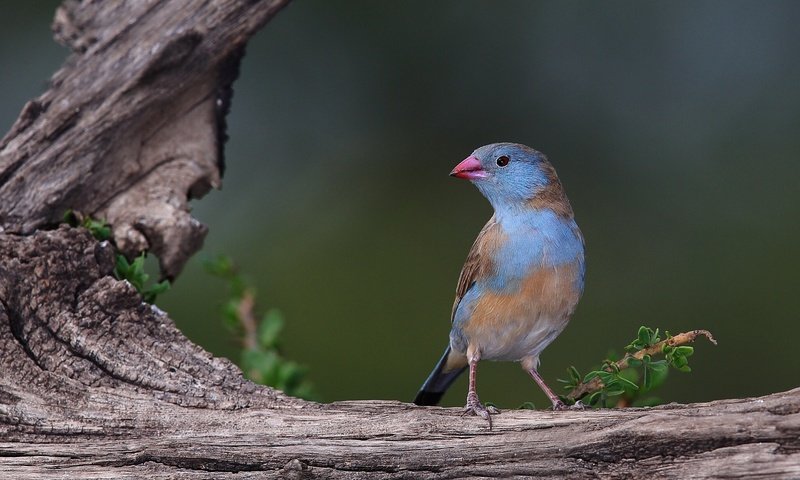 Обои птица, клюв, перья, коряга, ангольский астрильд, астрильд, bird, beak, feathers, snag, angolan astrild, astrild разрешение 2048x1256 Загрузить