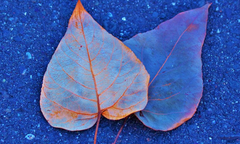 Обои листья, краски, осень, асфальт, leaves, paint, autumn, asphalt разрешение 2048x1319 Загрузить