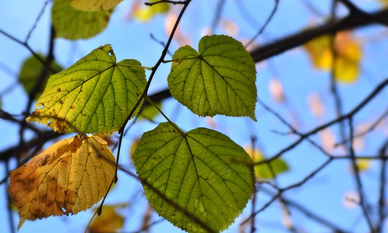 Обои природа, листья, осень, nature, leaves, autumn разрешение 2048x1363 Загрузить