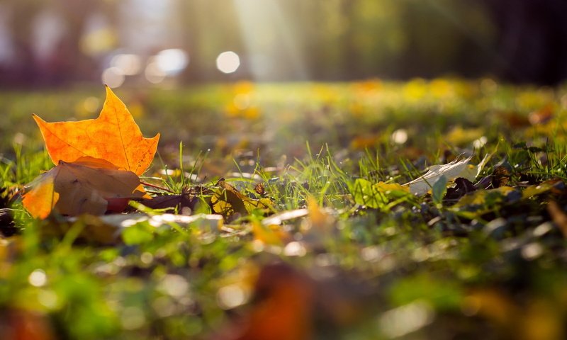 Обои природа, листья, осень, nature, leaves, autumn разрешение 1920x1230 Загрузить
