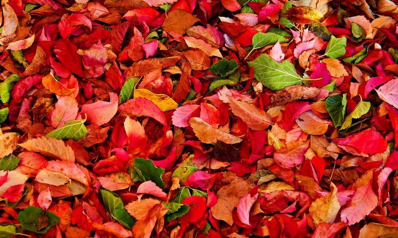 Обои текстура, листья, осень, багрянец, texture, leaves, autumn, the crimson разрешение 2048x1536 Загрузить