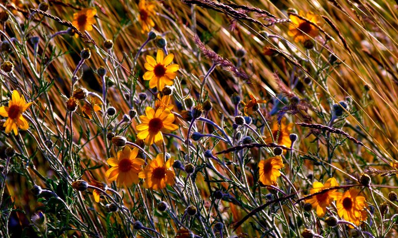 Обои цветы, трава, поле, осень, луг, flowers, grass, field, autumn, meadow разрешение 2048x1370 Загрузить