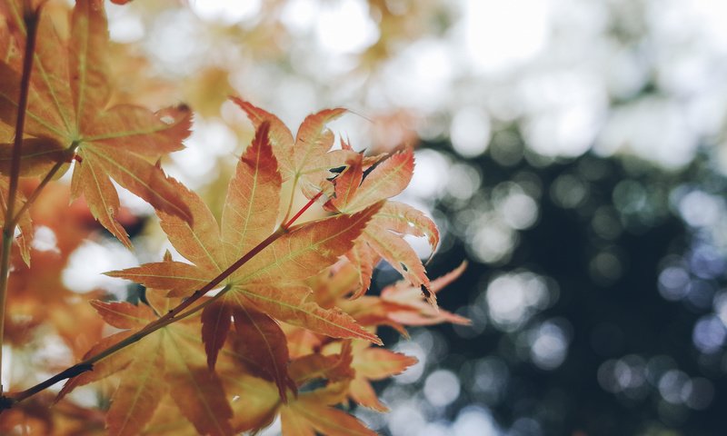 Обои природа, листья, осень, nature, leaves, autumn разрешение 2048x1356 Загрузить