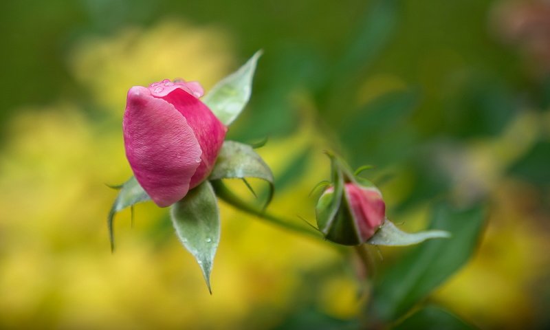 Обои фон, цветок, роза, background, flower, rose разрешение 2047x1344 Загрузить