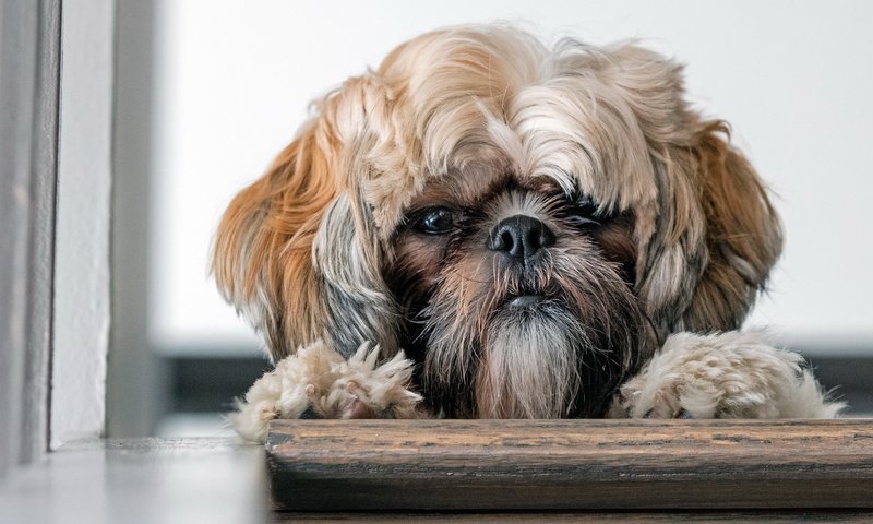 Обои мордочка, взгляд, собака, друг, лапки, ши-тцу, muzzle, look, dog, each, legs, shih tzu разрешение 2560x1500 Загрузить