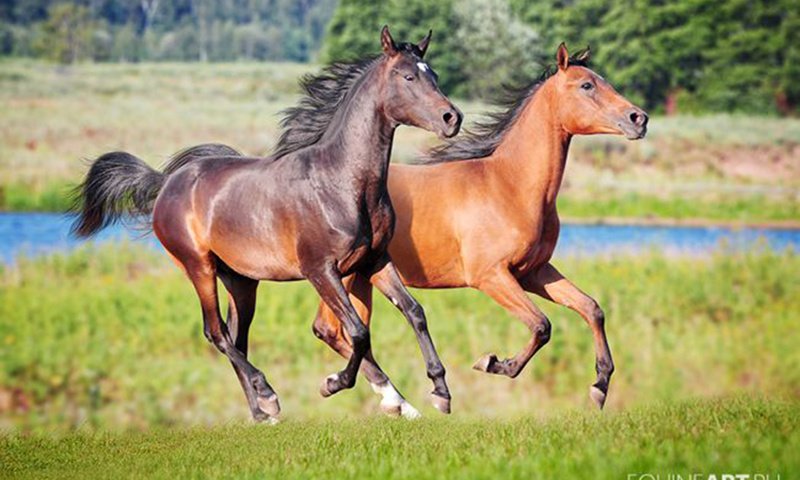 Обои трава, два, река, двое, зелень, лес, поле, пара, лошади, кони, grass, two, river, greens, forest, field, pair, horse, horses разрешение 2708x1795 Загрузить