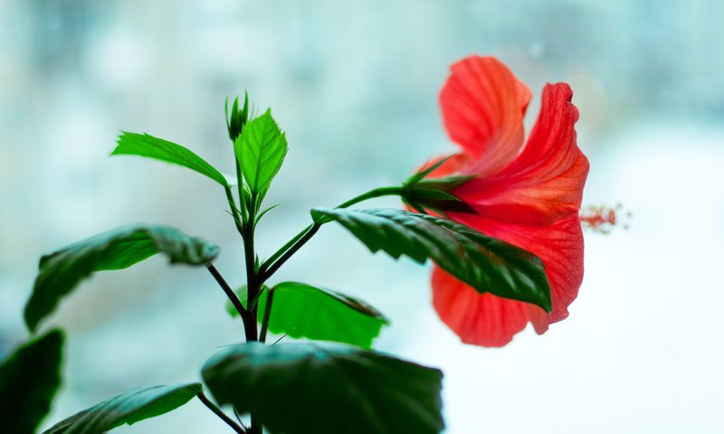 Обои цветы, цветок, красный, окно, цветёт, гибискус, flowers, flower, red, window, blooms, hibiscus разрешение 4288x2848 Загрузить