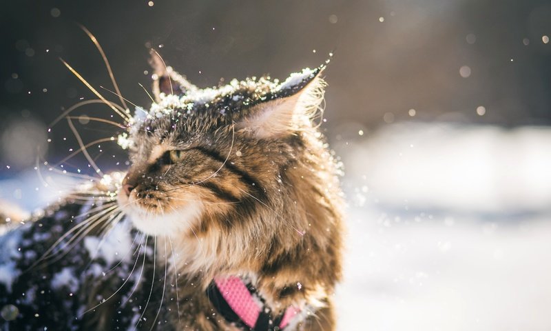 Обои снег, зима, кот, кошка, мейн-кун, snow, winter, cat, maine coon разрешение 4702x3648 Загрузить