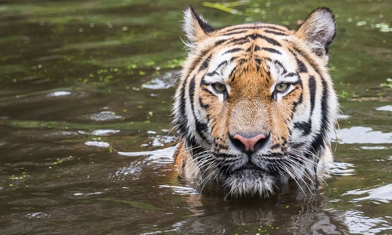 Обои тигр, морда, водоем, хищник, купание, дикая кошка, tiger, face, pond, predator, bathing, wild cat разрешение 2048x1365 Загрузить