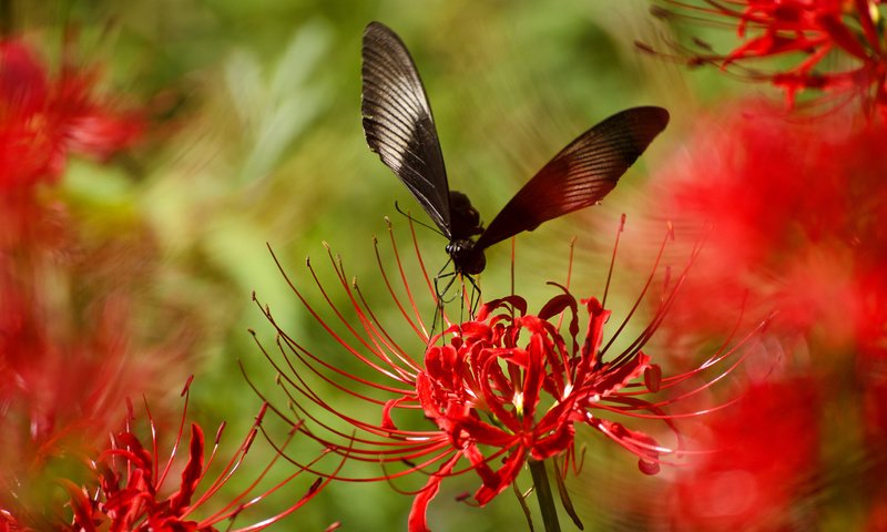 Обои насекомое, цветок, лепестки, бабочка, крылья, растение, insect, flower, petals, butterfly, wings, plant разрешение 2048x1356 Загрузить