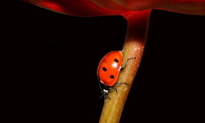 Обои насекомое, фон, цветок, черный, божья коровка, стебель, insect, background, flower, black, ladybug, stem разрешение 1920x1168 Загрузить
