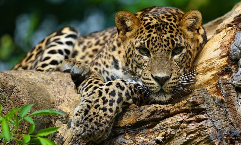 Обои морда, взгляд, ягуар, дикая кошка, ягуа́р, face, look, jaguar, wild cat разрешение 2048x1365 Загрузить