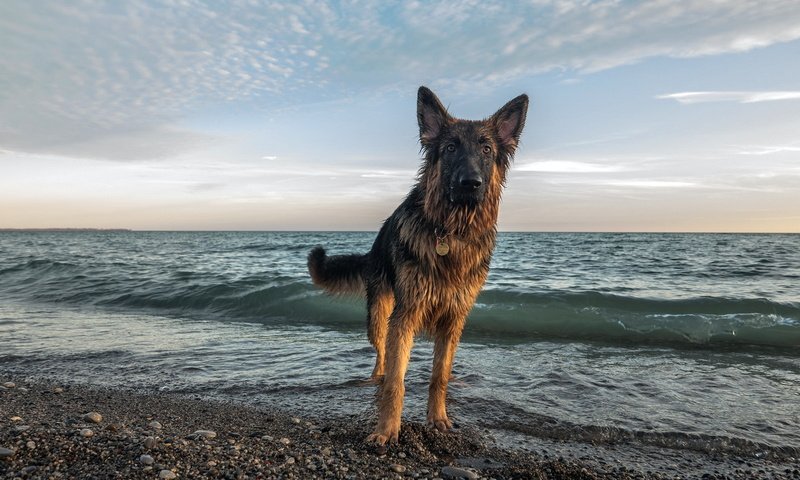 Обои озеро, море, пляж, взгляд, собака, немецкая овчарка, cобака, хайди, evidence, lake, sea, beach, look, dog, german shepherd, heidi разрешение 1920x1284 Загрузить