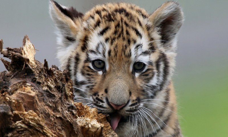 Обои тигр, мордочка, взгляд, котенок, тигренок, детеныш, tiger, muzzle, look, kitty, cub разрешение 2028x1497 Загрузить