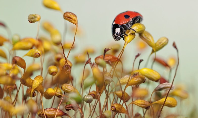 Обои трава, макро, божья коровка, травинки, grass, macro, ladybug разрешение 2560x1955 Загрузить