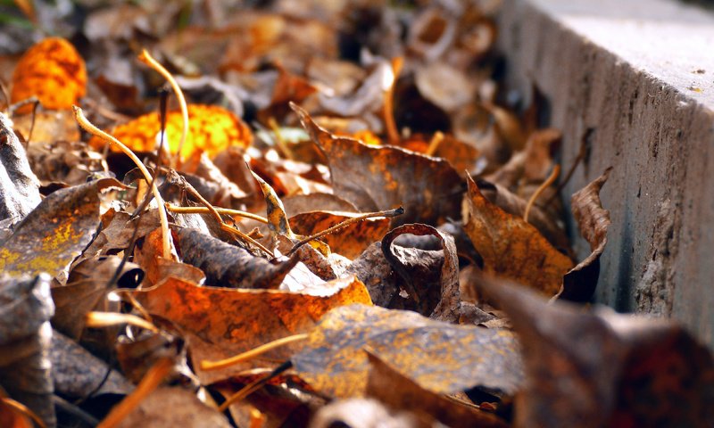 Обои листья, листва, осень, желтые, бордюр, обочина, leaves, foliage, autumn, yellow, border, roadside разрешение 4320x2700 Загрузить