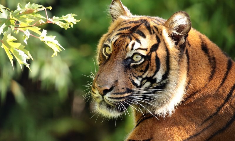 Обои тигр, морда, ветка, портрет, хищник, суматранский тигр, tiger, face, branch, portrait, predator, sumatran tiger разрешение 4400x2960 Загрузить