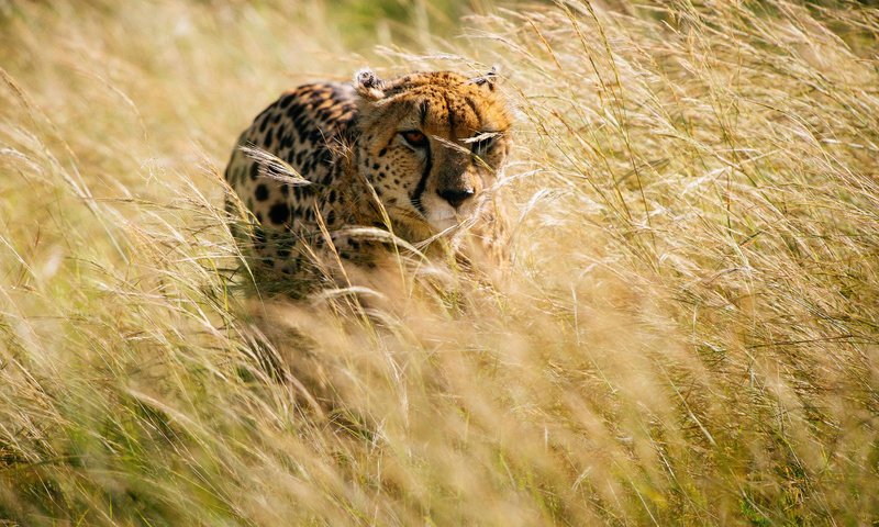 Обои трава, африка, охота, гепард, grass, africa, hunting, cheetah разрешение 2000x1331 Загрузить