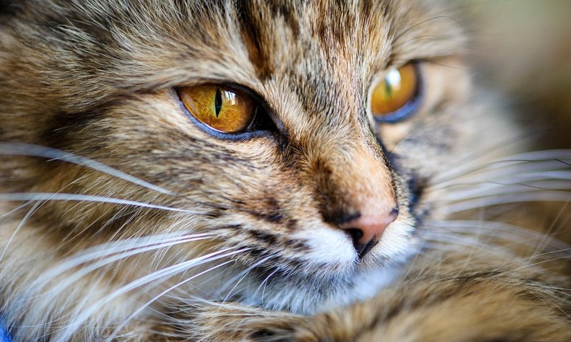 Обои глаза, морда, кот, мордочка, усы, кошка, взгляд, eyes, face, cat, muzzle, mustache, look разрешение 2880x1847 Загрузить