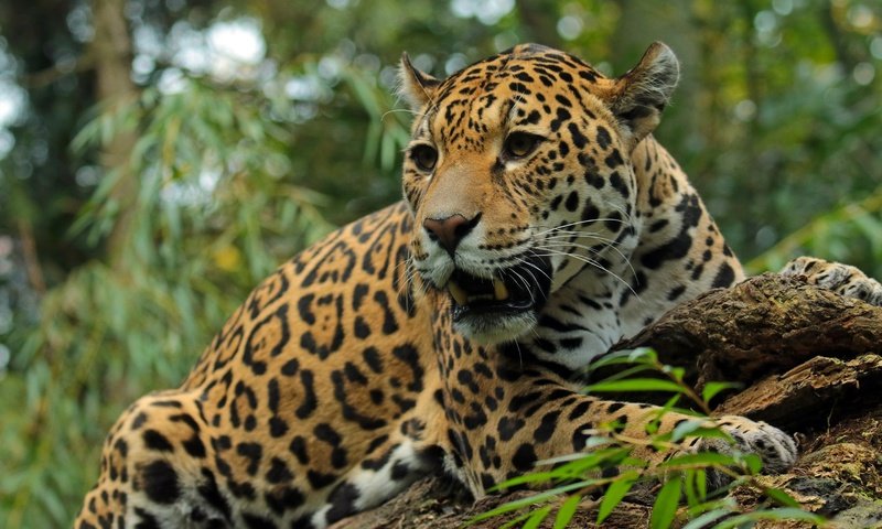 Обои морда, хищник, большая кошка, ягуар, оскал, дикая кошка, face, predator, big cat, jaguar, grin, wild cat разрешение 2880x1815 Загрузить