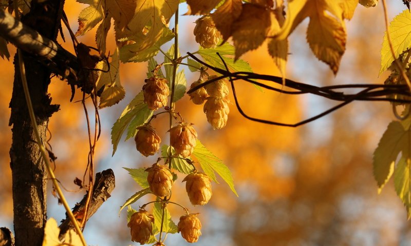 Обои природа, осень, растение, боке, хмель, крупным планом, nature, autumn, plant, bokeh, hops, closeup разрешение 2560x1707 Загрузить
