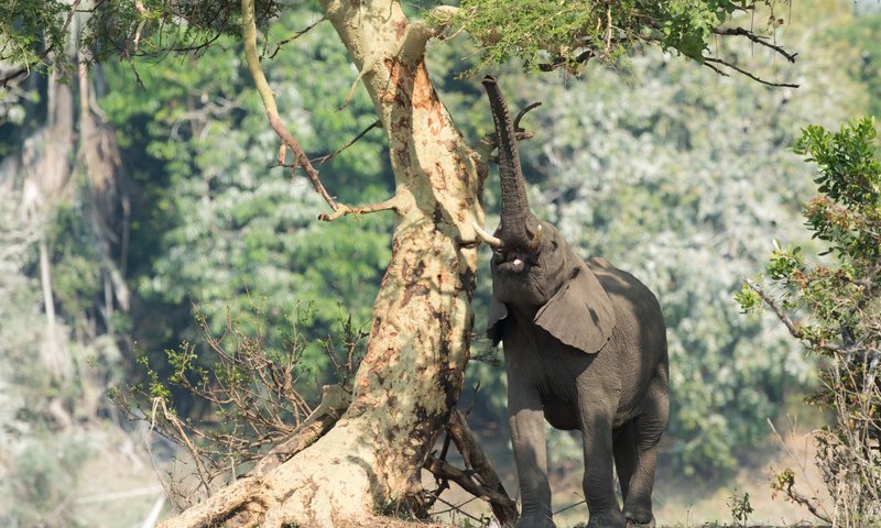 Обои природа, дерево, слон, африка, хобот, nature, tree, elephant, africa, trunk разрешение 2048x1367 Загрузить