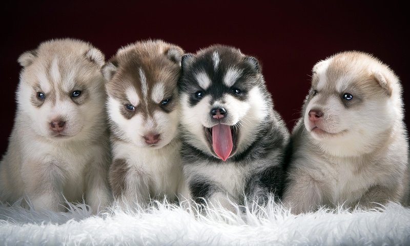 Обои хаски, щенки, собаки, husky, puppies, dogs разрешение 1920x1080 Загрузить