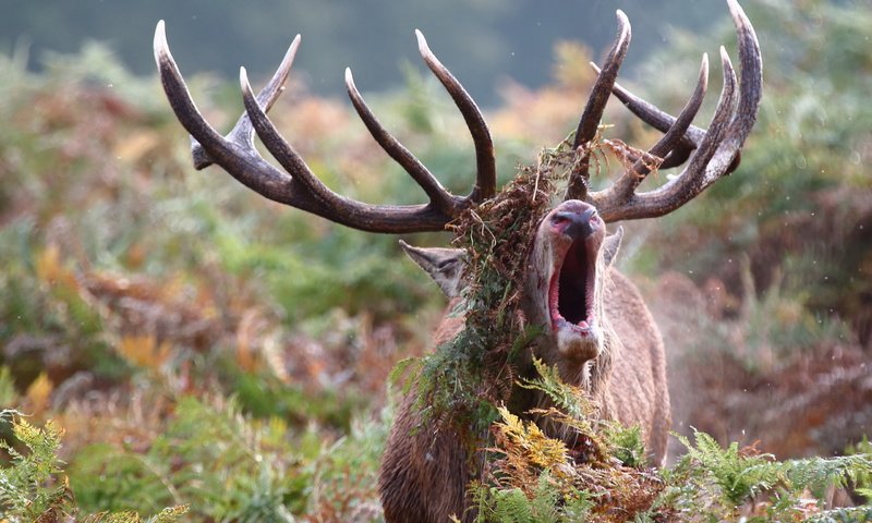 Обои природа, олень, осень, nature, deer, autumn разрешение 2560x1707 Загрузить