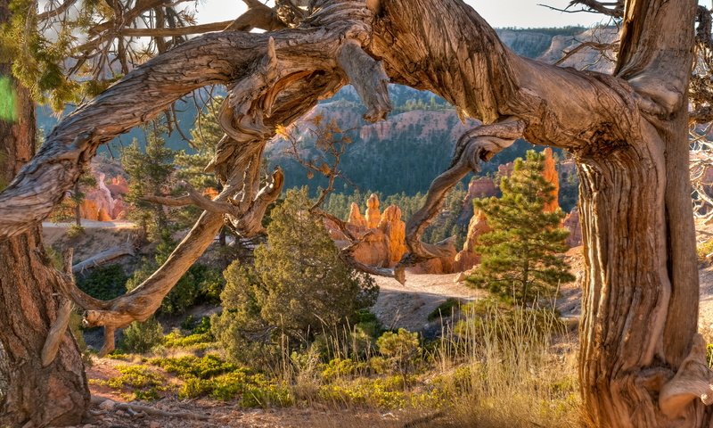 Обои парк, каньон, сша, парки, каньен, штат юта, брайс, park, canyon, usa, parks, utah, bryce разрешение 2560x1445 Загрузить