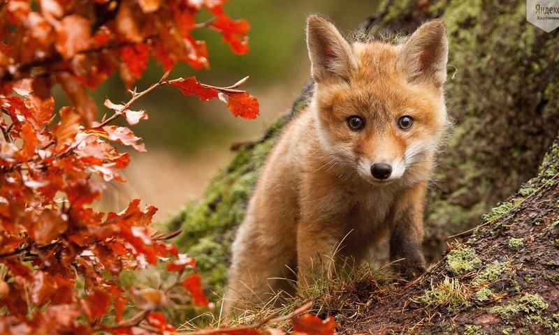 Обои взгляд, осень, куст, лис, лисенок, look, autumn, bush, fox разрешение 1920x1080 Загрузить