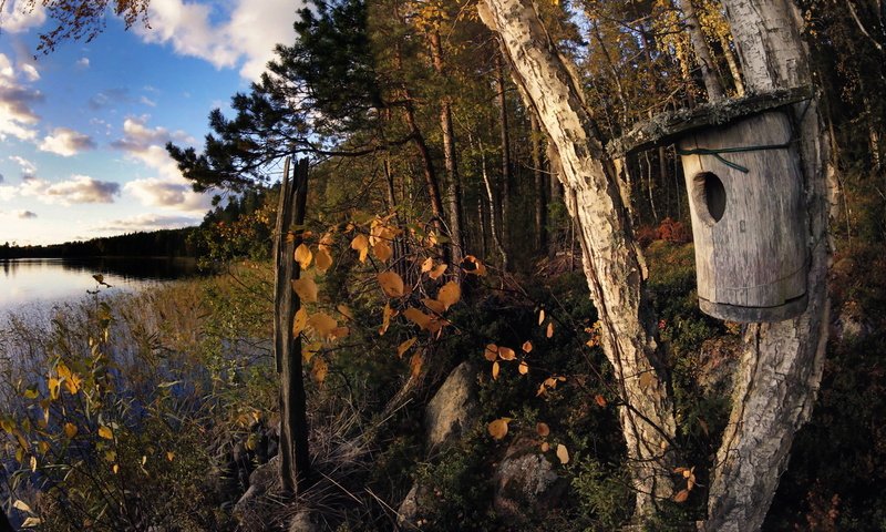 Обои деревья, озеро, осень, скворечник, trees, lake, autumn, birdhouse разрешение 1920x1146 Загрузить