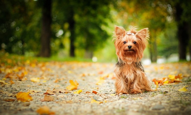 Обои взгляд, осень, собака, друг, йорк, йоркширский терьер, look, autumn, dog, each, york, yorkshire terrier разрешение 2880x1750 Загрузить