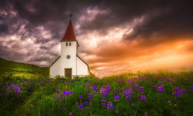 Обои цветы, закат, луг, церковь, исландия, люпины, flowers, sunset, meadow, church, iceland, lupins разрешение 2048x1365 Загрузить