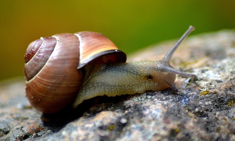 Обои макро, улитка, раковина, macro, snail, sink разрешение 4608x3072 Загрузить