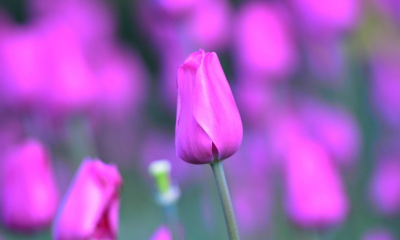 Обои цветы, природа, лепестки, тюльпаны, завод, тюльпан, стебель, цветком, flowers, nature, petals, tulips, plant, tulip, stem, flower разрешение 1920x1200 Загрузить