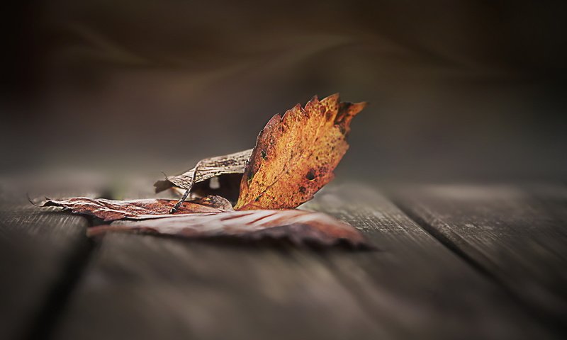 Обои природа, листья, осень, осенние листья, деревянная поверхность, nature, leaves, autumn, autumn leaves, wooden surface разрешение 2048x1380 Загрузить