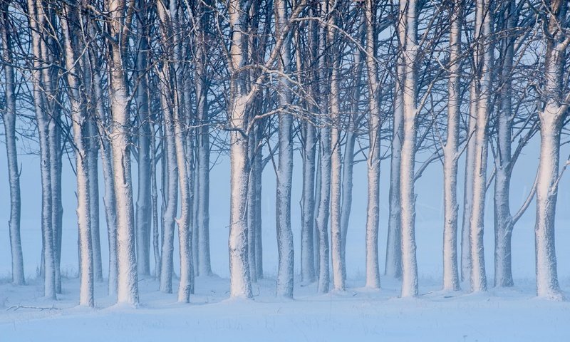 Обои деревья, снег, зима, швеция, швеции, готланд, trees, snow, winter, sweden, gotland разрешение 4256x2621 Загрузить
