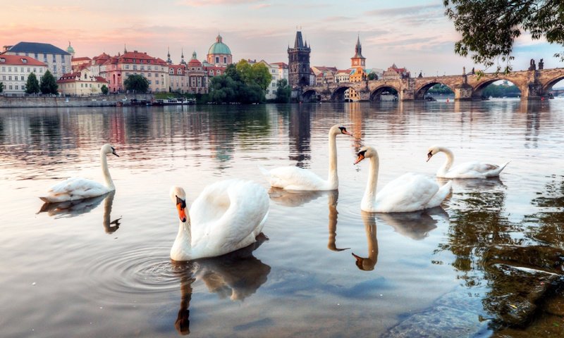 Обои река, мост, лебеди, river, bridge, swans разрешение 1920x1080 Загрузить