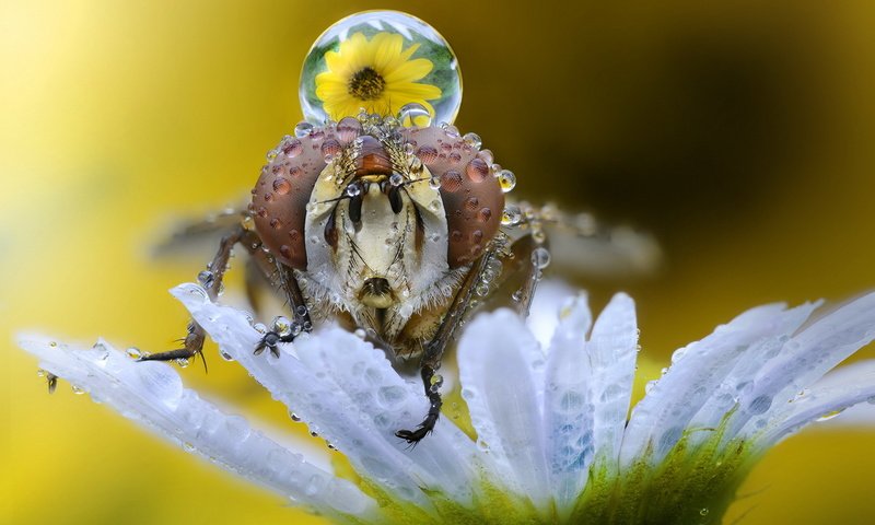 Обои макро, насекомое, фон, цветок, капли, муха, macro, insect, background, flower, drops, fly разрешение 1920x1200 Загрузить
