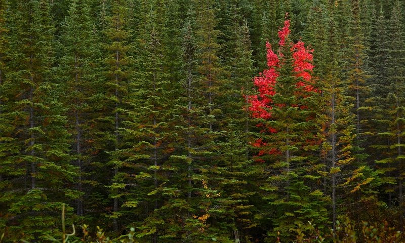 Обои деревья, лес, осень, канада, ньюфаундленд, trees, forest, autumn, canada, newfoundland разрешение 2048x1367 Загрузить