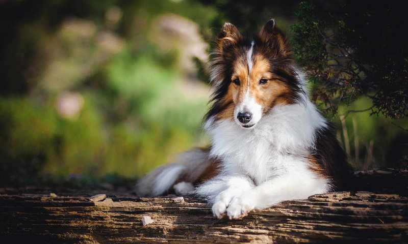 Обои взгляд, собака, друг, колли, шотландская овчарка, look, dog, each, collie, scottish shepherd разрешение 2048x1365 Загрузить