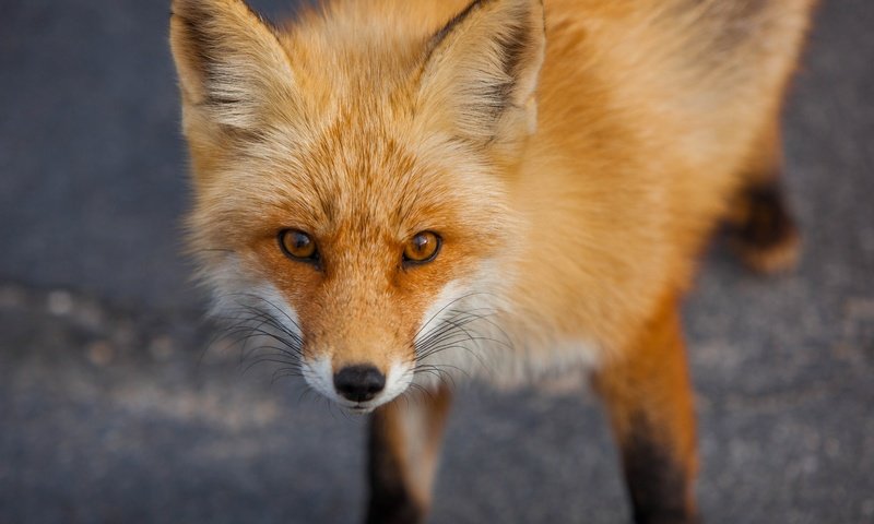 Обои рыжая, лиса, хищник, лисица, животное, red, fox, predator, animal разрешение 2880x1920 Загрузить