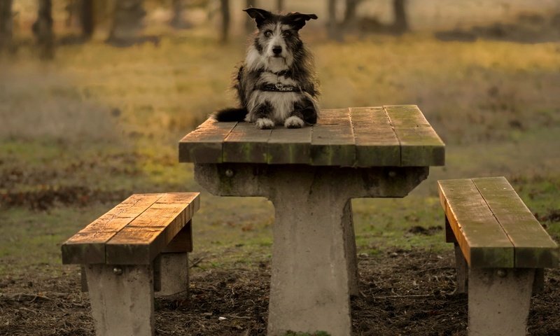 Обои взгляд, стол, собака, скамейки, друг, терьер, pogmomadra, look, table, dog, benches, each, terrier разрешение 2048x1365 Загрузить