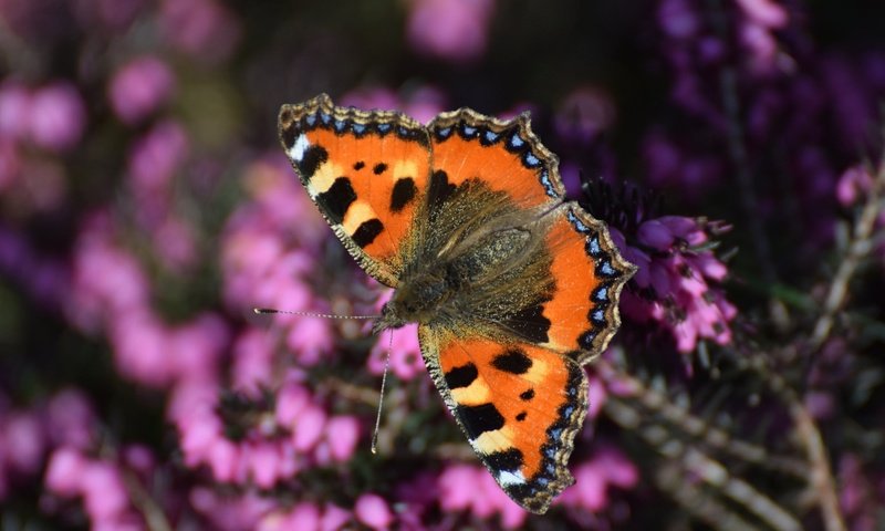 Обои насекомое, бабочка, крылья, вереск, insect, butterfly, wings, heather разрешение 2048x1332 Загрузить