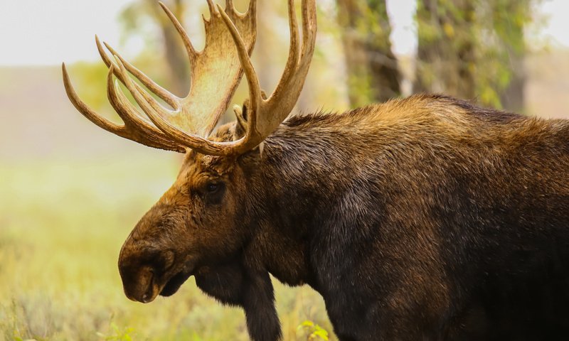 Обои природа, профиль, животное, рога, лось, nature, profile, animal, horns, moose разрешение 2040x1632 Загрузить