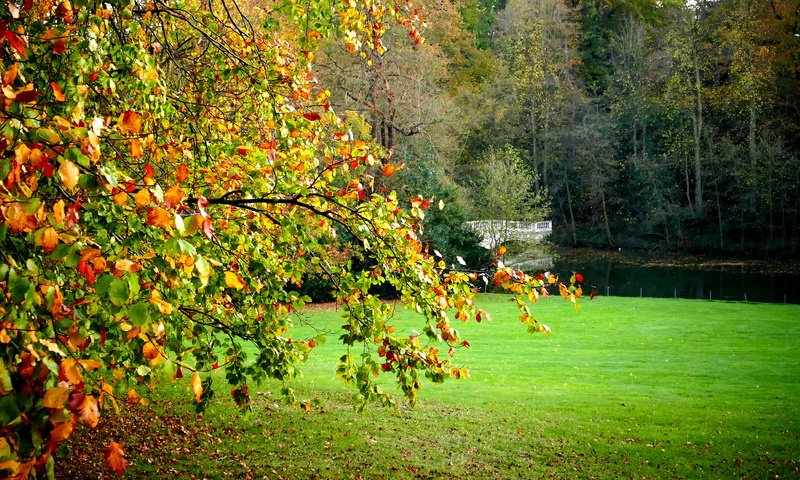 Обои деревья, пейзаж, поле, мост, лондон, осень, hampstead heath, trees, landscape, field, bridge, london, autumn разрешение 4327x2310 Загрузить