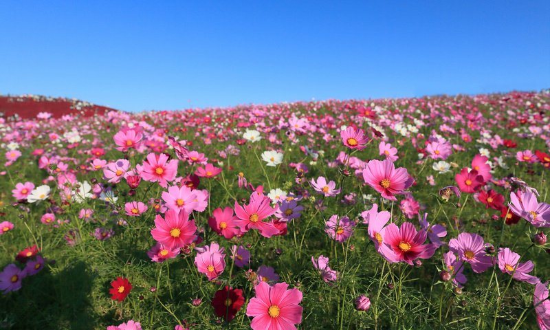 Обои небо, цветы, поле, космея, the sky, flowers, field, kosmeya разрешение 2048x1365 Загрузить