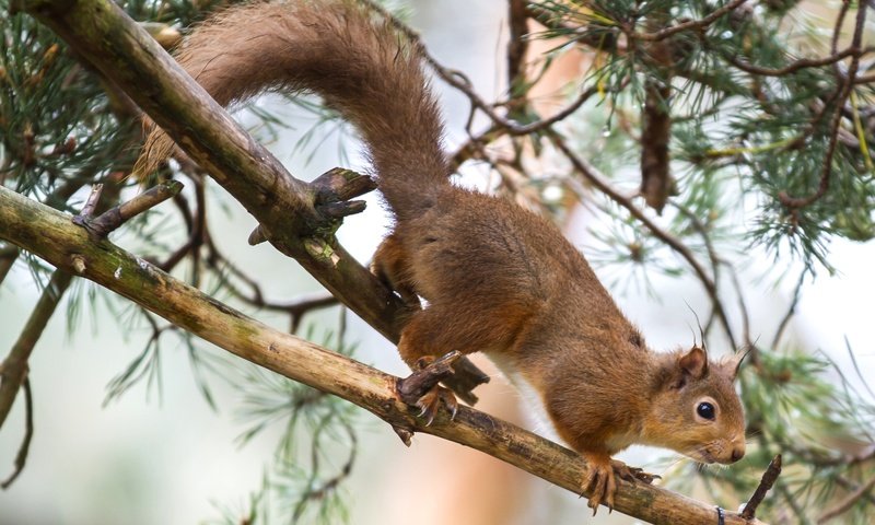 Обои дерево, рыжая, белка, зверек, хвост, tree, red, protein, animal, tail разрешение 2048x1354 Загрузить