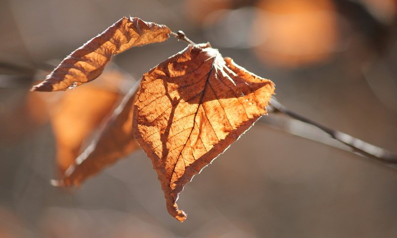 Обои природа, листья, осень, nature, leaves, autumn разрешение 5184x3456 Загрузить